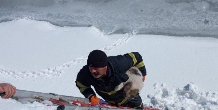 Yüksekova’da dereye düşen yavru köpek kurtarıldı