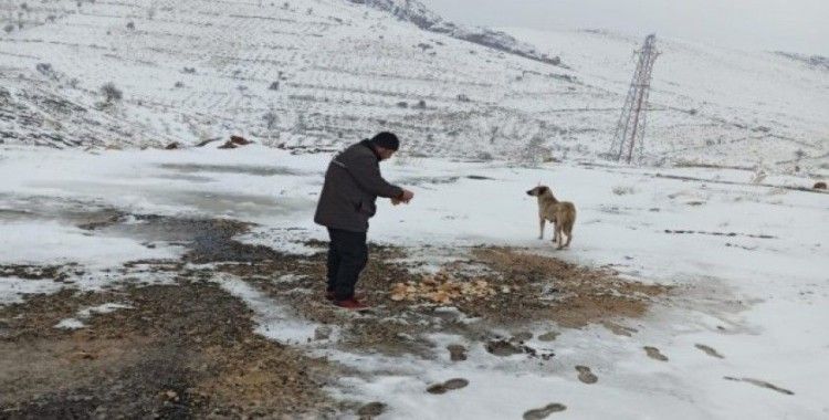 Mardin Büyükşehir Belediyesi karlı havada sokak hayvanlarını unutmadı