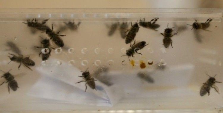 (Özel) Hastalıklara şifa arı iğnesi