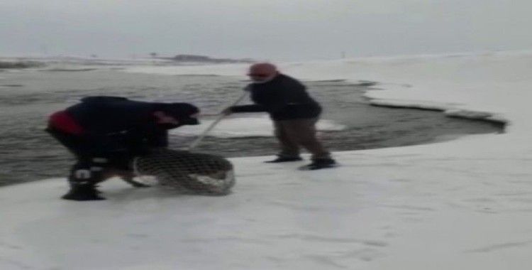 Murat Nehri’ne yemek aramaya giden kurt köpeği mahsur kaldı