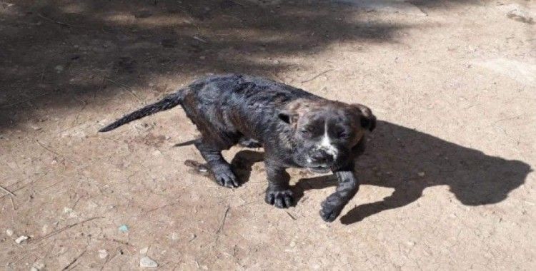 10 metrelik kuyuya düşen yavru köpeği itfaiye kurtardı