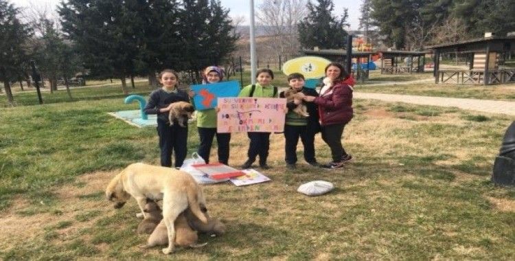 Öğrencilerden sokak hayvanlarına destek