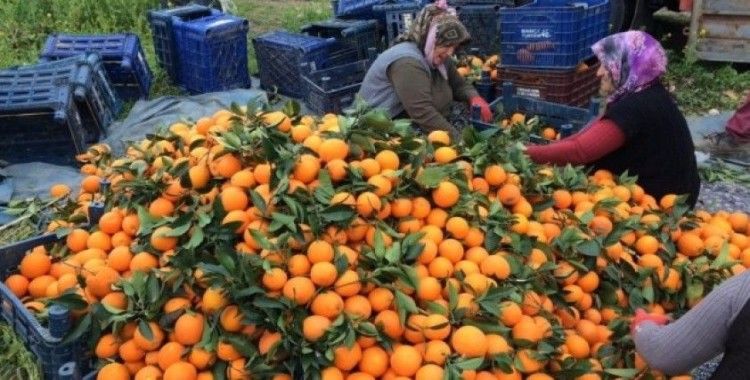 Narenciyeyi soğuk değil dedikodusu vurdu