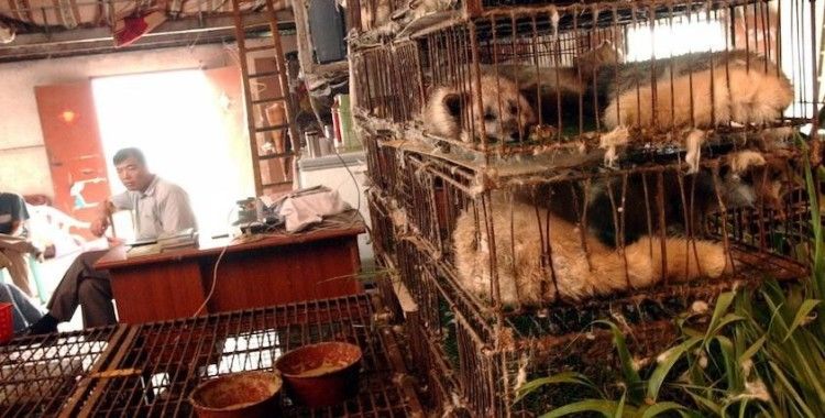 Çin'de vahşi hayvanlar canlı canlı pişirilip satılmaya devam ediliyor