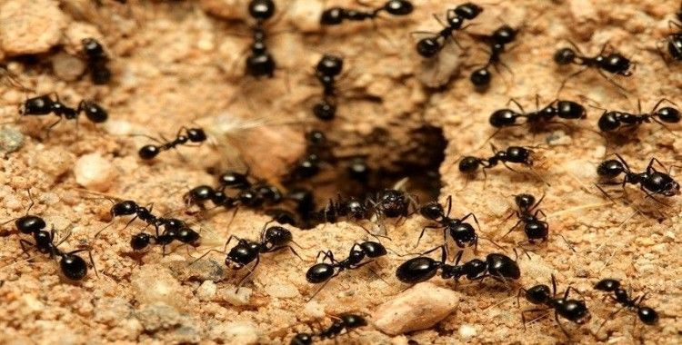 Umman'da karınca istilası