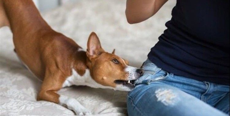 Düzce'de 18 kişiyi kedi köpek ısırdı