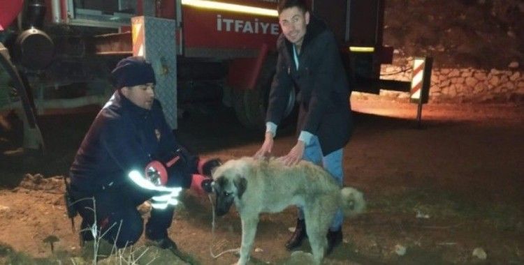 Konya’da köpek kurtarma operasyonu