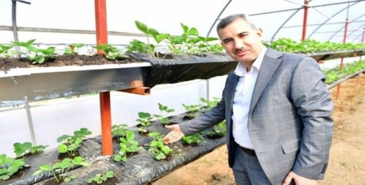 Başkan Çınar, Yeşil Gıda Seracılık Projesini inceledi