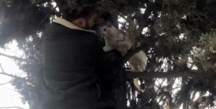 Ağaçta mahsur kalan hamile kedinin yardımına esnaf yetişti