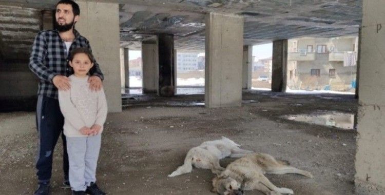 5 gündür inşatta mahsur kalan köpekler kurtarıldı