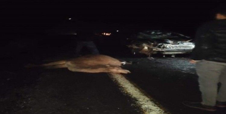 Otomobil deve sürüsünün arasına daldı: 4 deve telef oldu