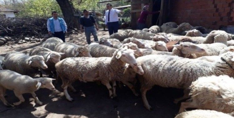 Simav’da 517 çiftçiye 895 bin TL küçükbaş hayvan desteklemesi