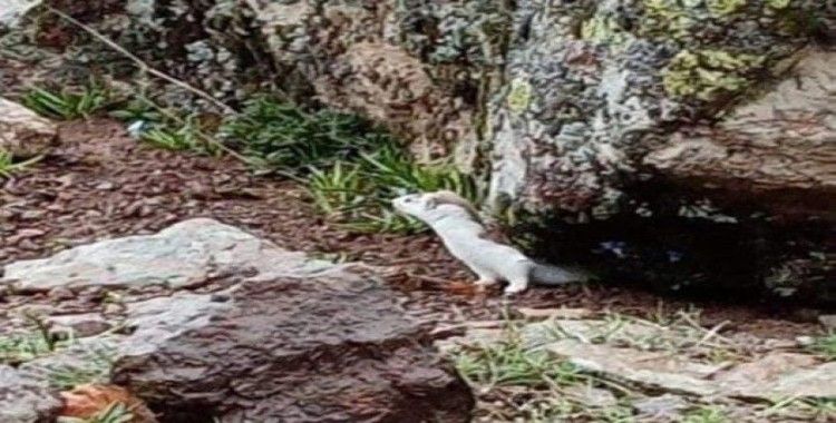 Tunceli’de renk değiştiren "gelincik" görüntülendi