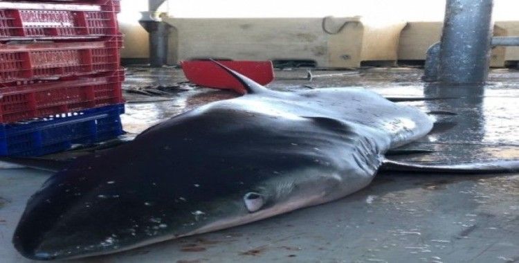 Ordulu balıkçıların ağına yarım tonluk köpek balığı takıldı