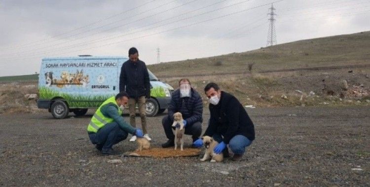 Pursaklar Belediyesi sokak hayvanlarını unutmadı