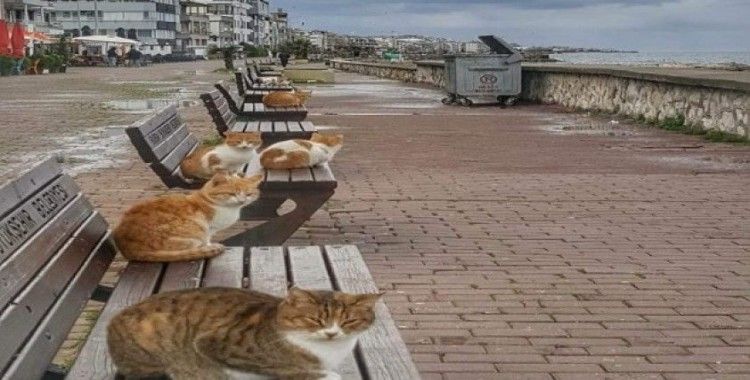 Deniz kıyıları kedilere kaldı