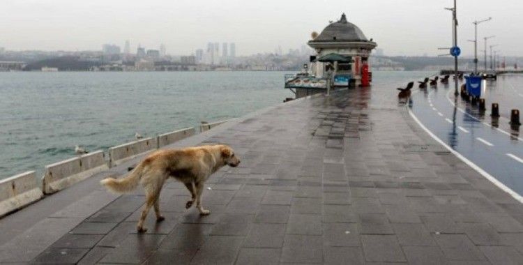 İstanbul Valisi Yerlikaya'dan sokak hayvanlarıyla ilgili paylaşım