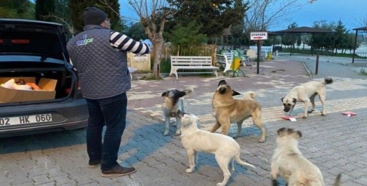 Samsat Belediyesi aç kalan hayvanları unutmadı