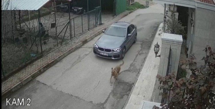 Lüks otomobiliyle kovaladığı sokak köpeğine kurşun yağdırdı