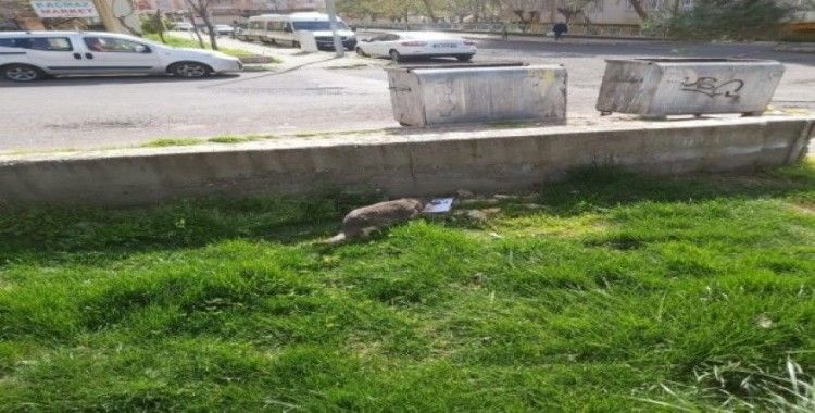 Diyarbakır’da vatandaşlar sokak hayvanlarını unutmadı