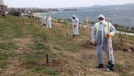 100’üncü yıl anısına 100 zeytin ağacı dikildi