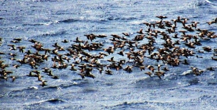 Doğa kendine geldi: Bodrum'a ördekler akın etti