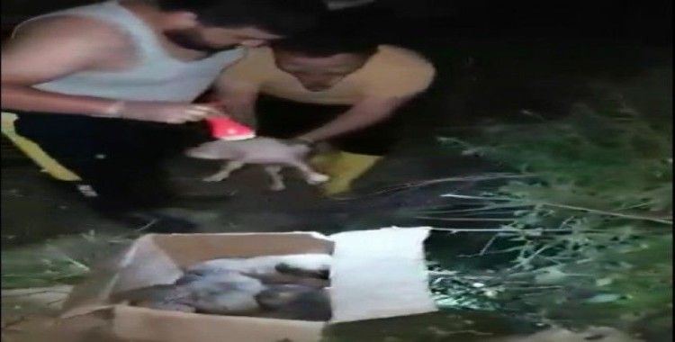 Antalya’da kuyuya düşen 5 yavru köpek kurtarıldı