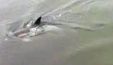 Kıyıya vuran yaralı yunusu kurtarma çabası kamerada