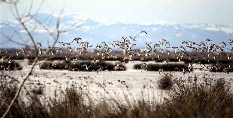 Türkiye 400'ü aşkın göçmen kuş türüne 'köprü' oluyor