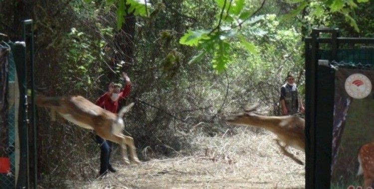 Antalya’da 15 erkek alageyik doğaya bırakıldı