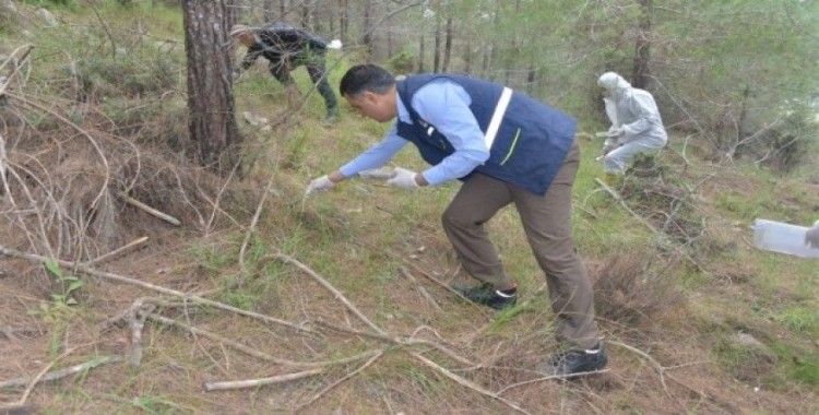 Mersin ormanlarına 22 bin çam kese böceği yırtıcısı bırakıldı
