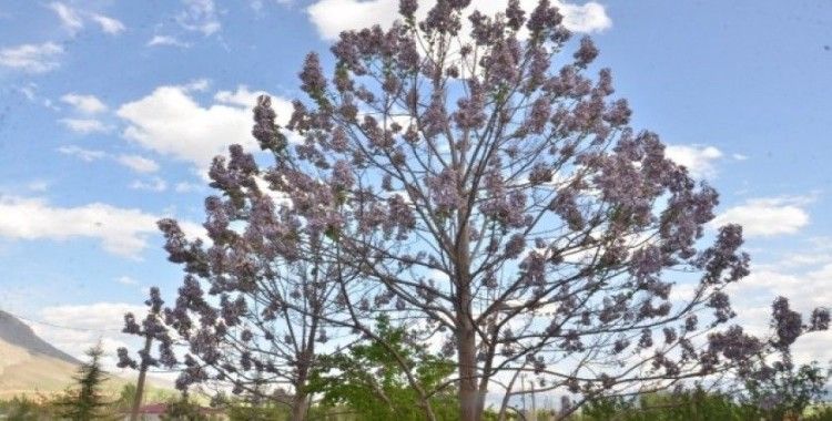 Dünyanın en hızlı büyüyen ağacı