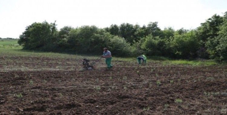 İzmit Belediyesi kompost gübre üretimine başladı