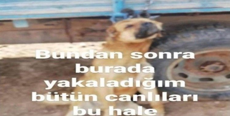 Erzincan’da köpeği römorka asan şüpheli şahıs gözaltına alındı