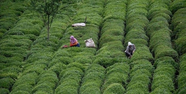 Trabzon'a çay hasadı için gelecekler kentten 30 gün ayrılamayacak