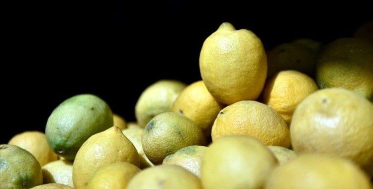 Limonda 10 bin tonluk dış satım izni ihracatçıları ve üreticileri sevindirdi
