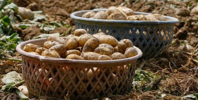 Kayseri'de hazine arazisine 4 ton patates tohumu ekildi