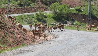 Tunceli'de dağ keçileri sürü halinde karayoluna indi