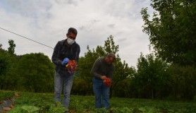 Amanosların eteklerinde çilek hasadı başladı
