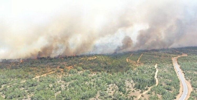 KKTC'deki yangında 800 yıllık zeytin ağaçları yandı