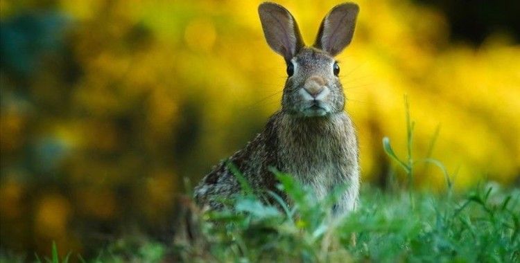 ABD'de tavşanları etkileyen yeni ölümcül salgın uyarısı