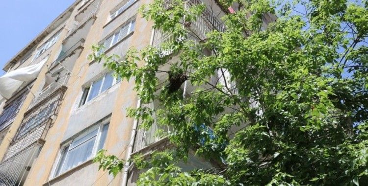 Arılar bina girişindeki ağaca yuva yaptı vatandaşlar paniğe kapıldı