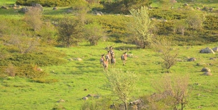 Bolu’da geyik sürüsü doğal yaşamlarında görüntülendi