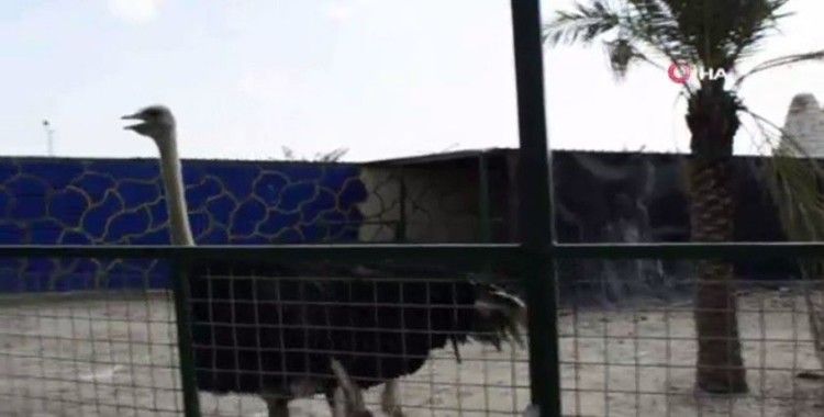 Irak’ın en büyük hayvanat bahçesi açıldı