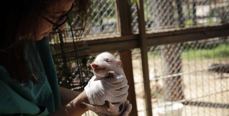 Antalya Hayvanat Bahçesi'nde 100'ün üzerinde doğum gerçekleşti