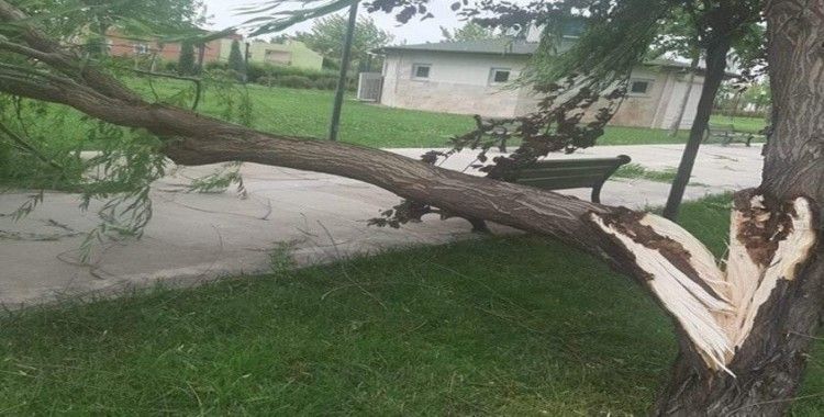 Şiddetli rüzgara dayanamayan ağaç kırıldı