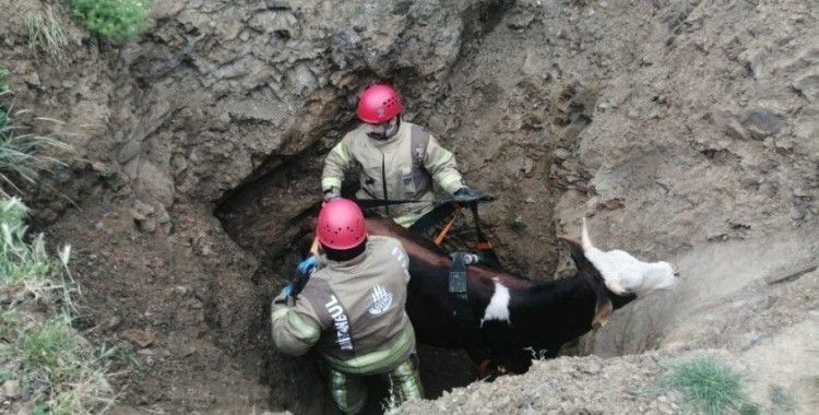 4 metrelik kuyuya düşen gebe ineği kurtarmak için ekipler seferber oldu