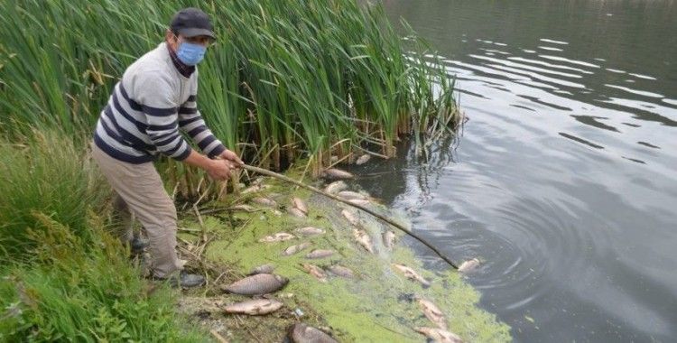 Bolu'da, su kirliliği yüzlerce balığı öldürdü