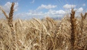Antalya'da sezonun ilk buğday hasadına başlandı