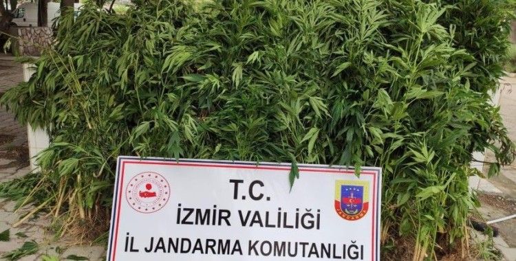 İzmir'de 757 kök hint keneviri ele geçirildi